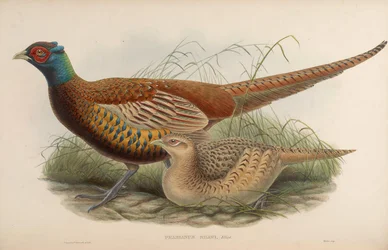 Phasianus shawii =フィジアヌスコルヒカスシャウィ
